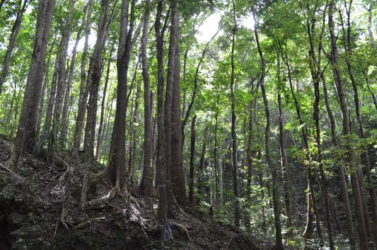 Mahogany man-made forest in Bohol