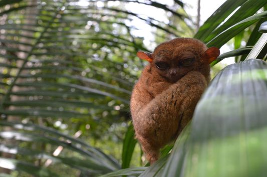 a tarsier in Tarsier Sanctuary in Bohol