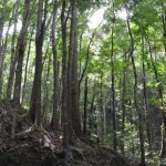 Mahogany man-made forest in Bohol